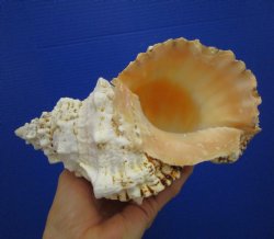 8-1/2 by 5-1/4 inches Frog Shell, Tutufa Bubo - Buy this one for $17.99