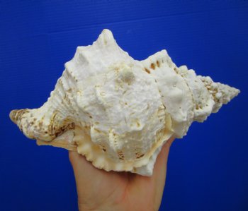 8-1/2 by 5-1/4 inches Frog Shell, Tutufa Bubo - Buy this one for $17.99