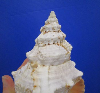 8-1/2 by 5-1/4 inches Frog Shell, Tutufa Bubo - Buy this one for $17.99