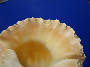 8-1/2 by 5-1/4 inches Frog Shell, Tutufa Bubo - Buy this one for $17.99