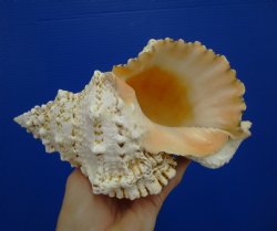 8-3/4 inches Frog Shell - Buy this one for $17.99