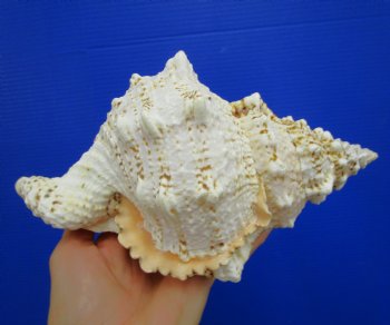 8-3/4 inches Frog Shell - Buy this one for $17.99