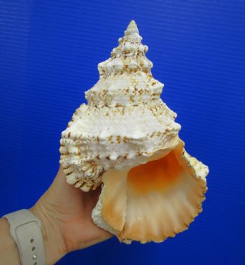 8-3/4 inches Frog Shell - Buy this one for $17.99