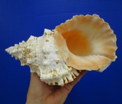 8-3/4 by 5-1/2 inches Frog Shell, Tutufa Bubo - Buy this one for $17.99