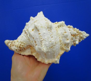 8-3/4 by 5-1/2 inches Frog Shell, Tutufa Bubo - Buy this one for $17.99