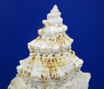 8-3/4 by 5-1/2 inches Frog Shell, Tutufa Bubo - Buy this one for $17.99