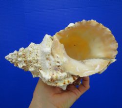 8-1/4 by 5 inches Frog Shell, Tutufa Bubo - Buy this one for $17.99