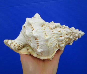 8-1/4 by 5 inches Frog Shell, Tutufa Bubo - Buy this one for $17.99