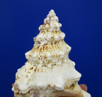 8-1/4 by 5 inches Frog Shell, Tutufa Bubo - Buy this one for $17.99