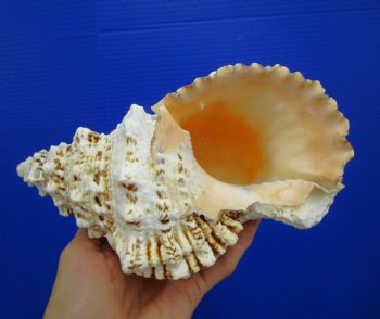 8-1/2 by 5-1/2 inches Frog Shell, Tutufa Bubo - Buy this one for $17.99