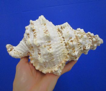 8-1/2 by 5-1/2 inches Frog Shell, Tutufa Bubo - Buy this one for $17.99