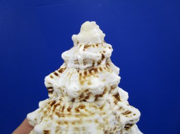 8-1/2 by 5-1/2 inches Frog Shell, Tutufa Bubo - Buy this one for $17.99