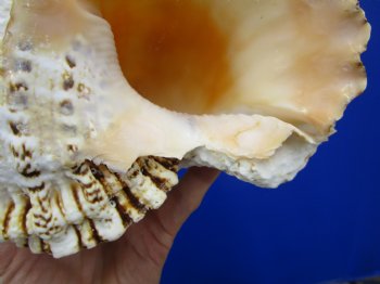 8-1/2 by 5-1/2 inches Frog Shell, Tutufa Bubo - Buy this one for $17.99