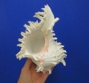 9-1/4 inches Ramose Murex Shell - Buy this one for $29.99