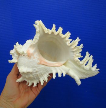 9-1/4 inches Ramose Murex Shell - Buy this one for $29.99