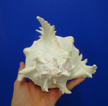9-1/4 inches Ramose Murex Shell - Buy this one for $29.99