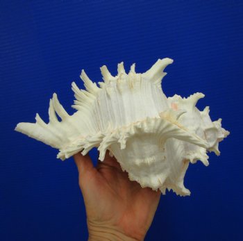 9-1/4 inches Ramose Murex Shell - Buy this one for $29.99