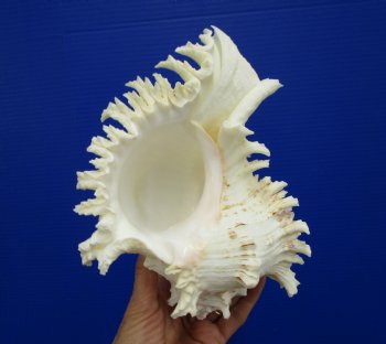 9-1/4 inches Ramose Murex Shell - Buy this one for $29.99