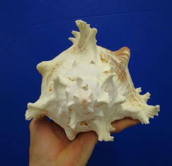 9-1/4 inches Ramose Murex Shell - Buy this one for $29.99