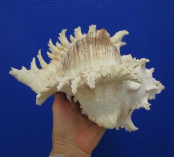 9-1/4 inches Ramose Murex Shell - Buy this one for $29.99
