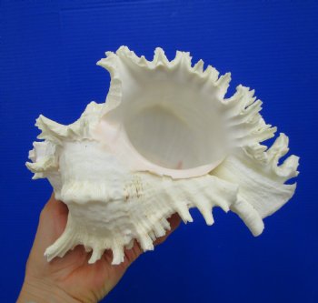 9-7/8 inches Ramose Murex Shell - Buy this one for $29.99