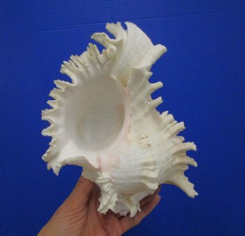 9-7/8 inches Ramose Murex Shell - Buy this one for $29.99