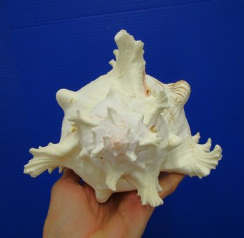 9-7/8 inches Ramose Murex Shell - Buy this one for $29.99