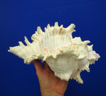 9-7/8 inches Ramose Murex Shell - Buy this one for $29.99