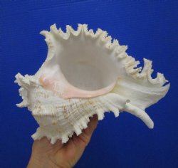 9-1/2 inches Giant Ramose Murex Shell - Buy this one for $29.99