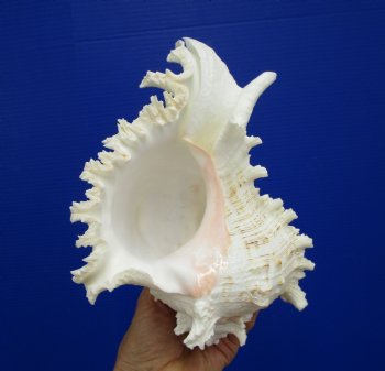 9-1/2 inches Giant Ramose Murex Shell - Buy this one for $29.99