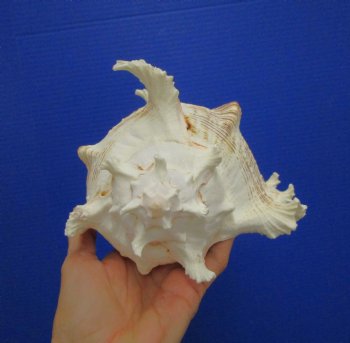 9-1/2 inches Giant Ramose Murex Shell - Buy this one for $29.99