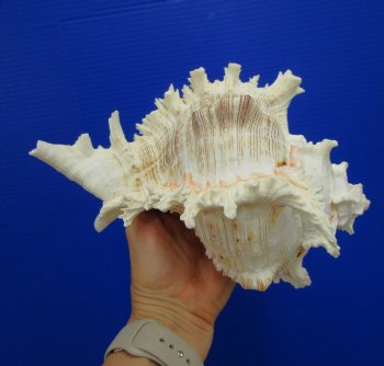 9-1/2 inches Giant Ramose Murex Shell - Buy this one for $29.99