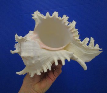 9-1/2 inches Ramose Murex Shell - Buy this one for $29.99