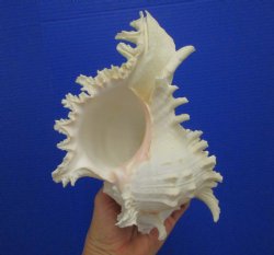 9-1/2 inches Ramose Murex Shell - Buy this one for $29.99