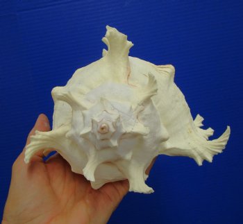 9-1/2 inches Ramose Murex Shell - Buy this one for $29.99