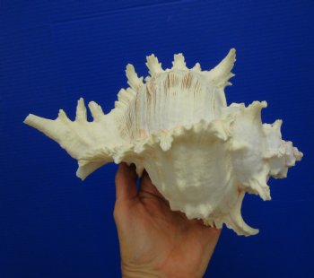 9-1/2 inches Ramose Murex Shell - Buy this one for $29.99