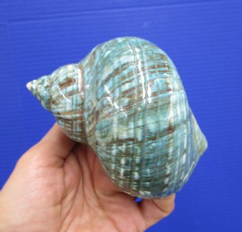 4 inches Polished Jade Turbo Shell for Sale <Font color=red>Hand Picked</font>  - Buy this one for $14.99