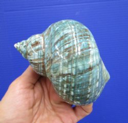 4 inches Polished Jade Turbo Shell for Sale <Font color=red>Hand Picked</font>  - Buy this one for $14.99