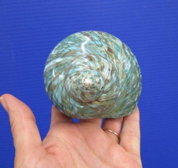 4 inches Polished Jade Turbo Shell for Sale <Font color=red>Hand Picked</font>  - Buy this one for $14.99