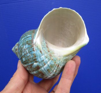 4 inches Polished Jade Turbo Shell for Sale <Font color=red>Hand Picked</font>  - Buy this one for $14.99