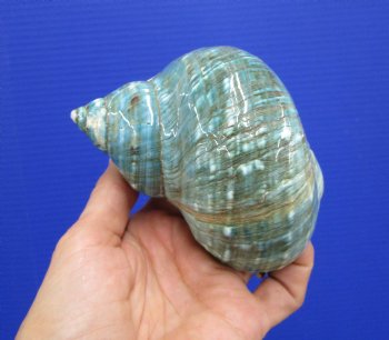 4-1/8 inches Polished Jade Turbo Seashell for Sale <Font color=red>Hand Picked</font>  - Buy this one for $14.99
