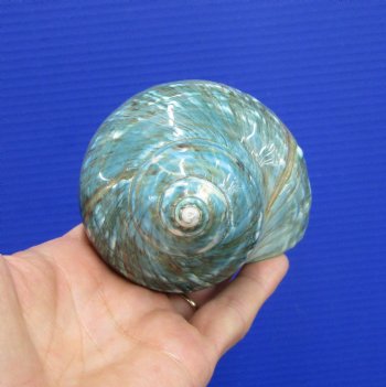 4-1/8 inches Polished Jade Turbo Seashell for Sale <Font color=red>Hand Picked</font>  - Buy this one for $14.99
