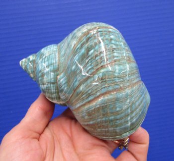 4-1/4 inches Polished Jade Turbo Shell for Sale <Font color=red>Hand Picked</font>  - Buy this one for $14.99