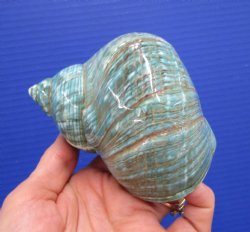 4-1/4 inches Polished Jade Turbo Shell for Sale <Font color=red>Hand Picked</font>  - Buy this one for $14.99