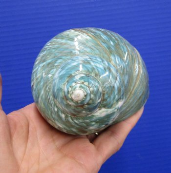 4-1/4 inches Polished Jade Turbo Shell for Sale <Font color=red>Hand Picked</font>  - Buy this one for $14.99