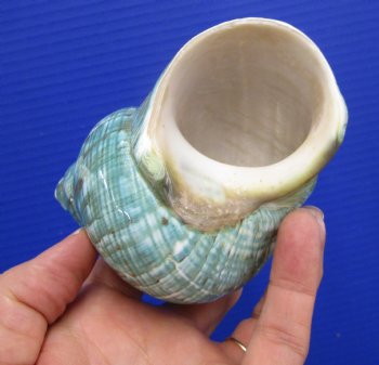 4-1/4 inches Polished Jade Turbo Shell for Sale <Font color=red>Hand Picked</font>  - Buy this one for $14.99