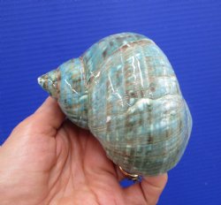 4 inches Polished Jade Turbo Shell for Sale <Font color=red>Hand Picked</font>  - Buy this one for $14.99