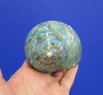 4 inches Polished Jade Turbo Shell for Sale <Font color=red>Hand Picked</font>  - Buy this one for $14.99