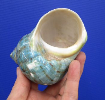 4 inches Polished Jade Turbo Shell for Sale <Font color=red>Hand Picked</font>  - Buy this one for $14.99