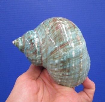 4 inches Polished Jade Turbo Shell for Sale <Font color=red>Hand Picked</font>  - Buy this one for $14.99